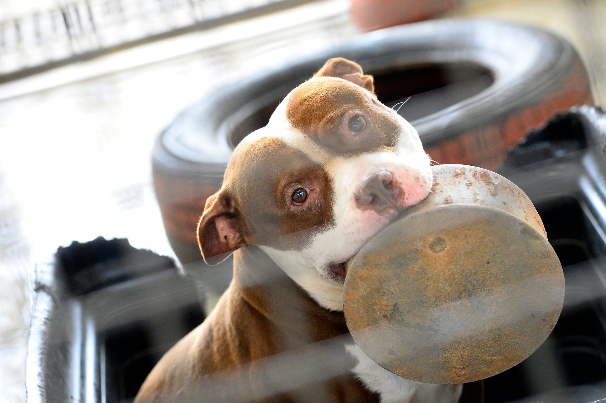 Estudo Revela a Capacidade Canina de Discernir Emoções Humanas Através de Expressões Faciais