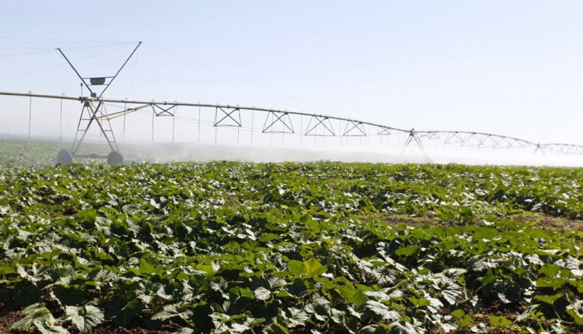 Gigantes Agrícolas Projetam Expansão no Brasil Apesar de Desafios do Setor