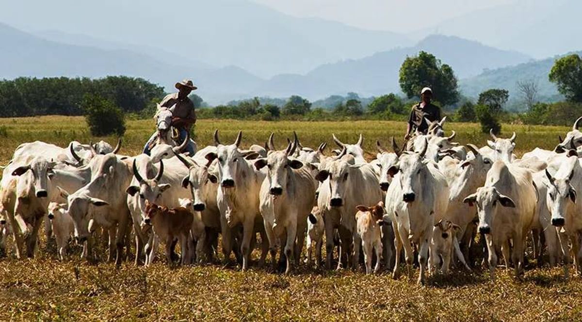 Produção Pecuária Brasileira no 2º Trimestre de 2026: Destaques e Variações