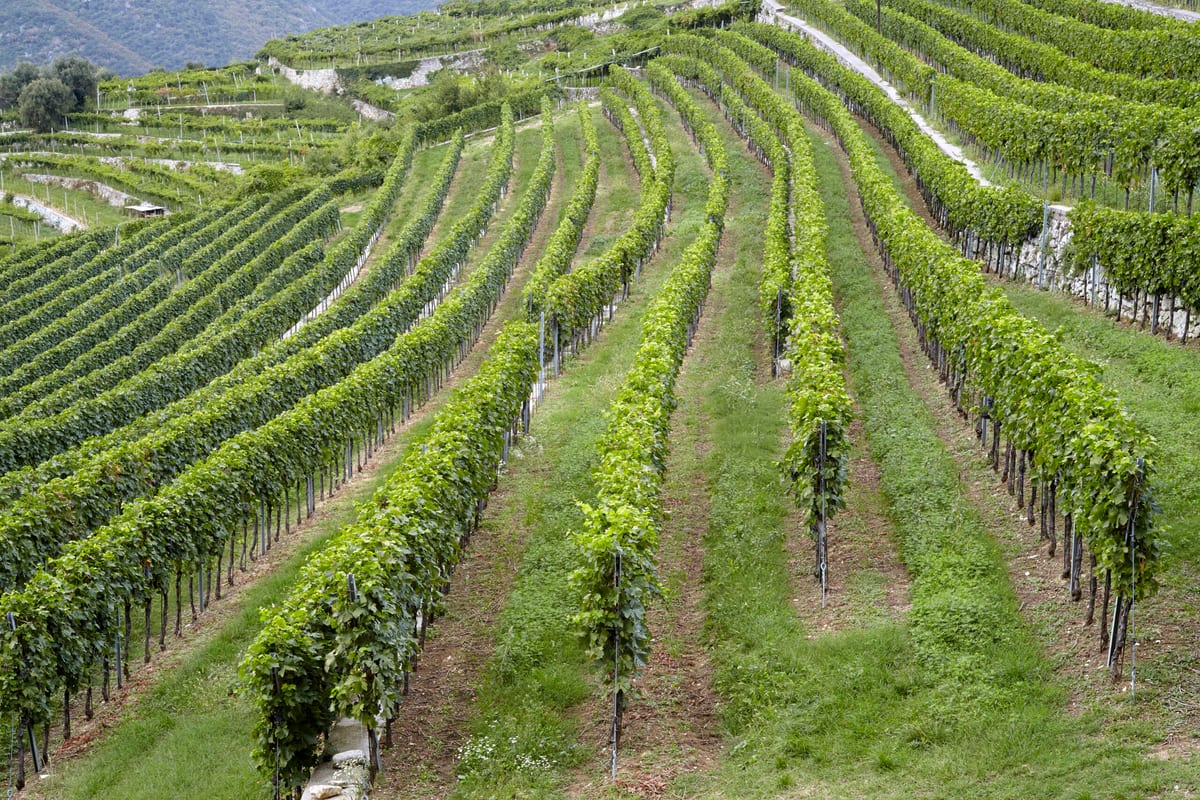 Valpolicella: Uma Nova Era de Equilíbrio e Frescor para Vinhos Históricos